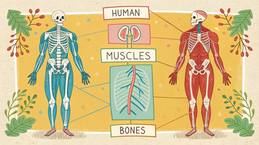 Muscle and Bone
